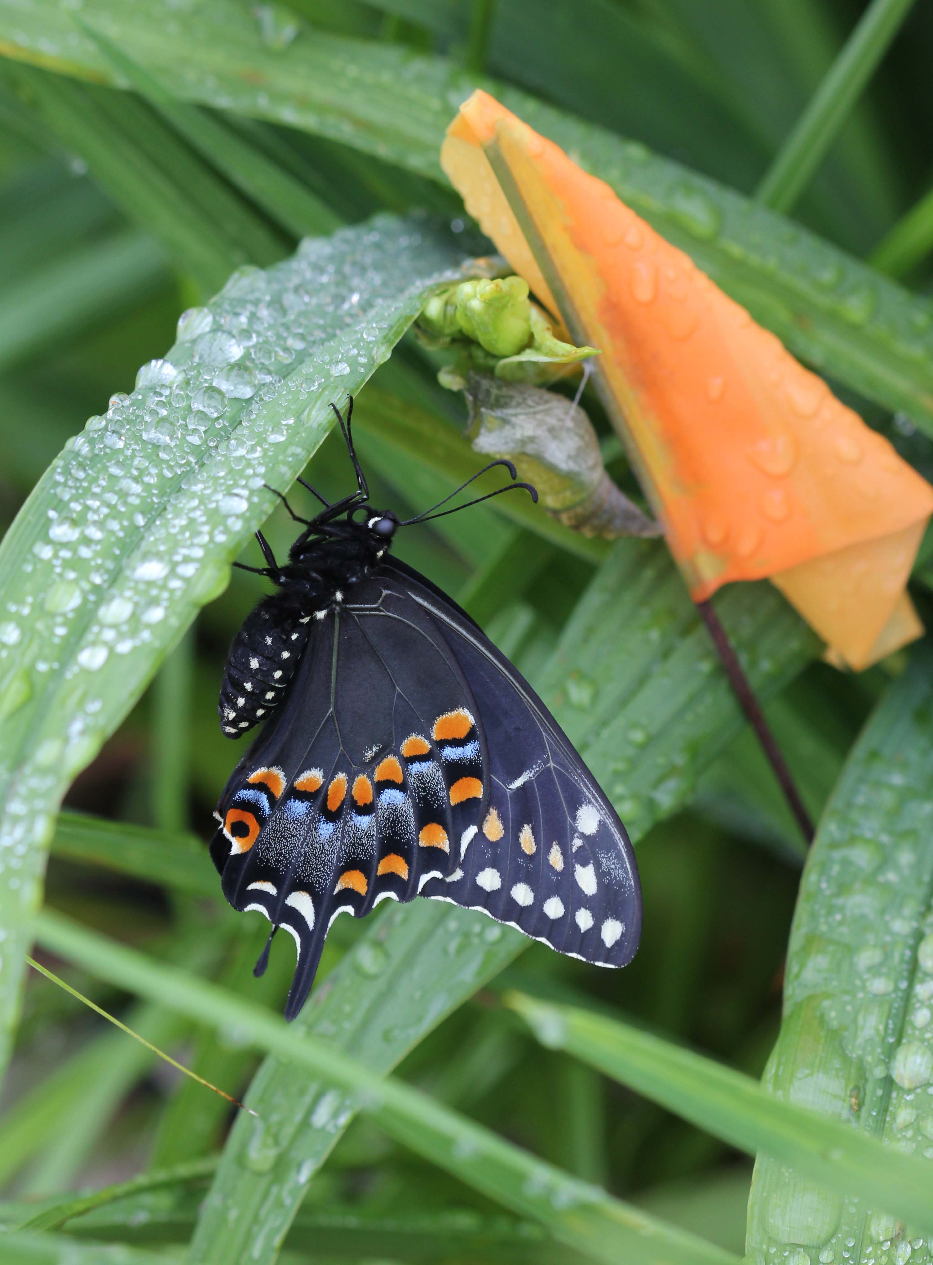 Black Swallowtail Butterfly